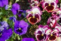 Colorful flowers are blommong in the garden Royalty Free Stock Photo