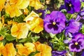 Colorful flowers are blommong in the garden Royalty Free Stock Photo