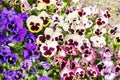 Colorful flowers are blommong in the garden Royalty Free Stock Photo