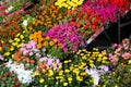 Colorful flowers bloomed in spring for sale in garden centre Royalty Free Stock Photo