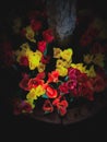 Colorful flowers blooming in dark scene