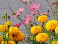 Colorful flowers blooming in the garden, Pink Cosmos flowers and Royalty Free Stock Photo