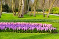 Colorful flowers blossom in dutch spring garden Keukenhof, Holland Royalty Free Stock Photo