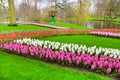 Colorful flowers blossom in dutch spring garden Keukenhof, Holland Royalty Free Stock Photo