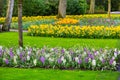 Colorful flowers blossom in dutch spring garden Keukenhof, Holland Royalty Free Stock Photo