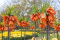 Colorful flowers and blossom in dutch spring garden Keukenhof, Netherlands Royalty Free Stock Photo