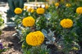 Colorful flowers in the botanic garden of Christchurch, New Zealand Royalty Free Stock Photo