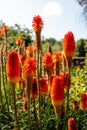 Colorful flowers in the botanic garden of Christchurch, New Zealand Royalty Free Stock Photo