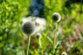 Colorful flowers in the botanic garden of Christchurch, New Zealand Royalty Free Stock Photo