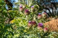 Colorful flowers in the botanic garden of Christchurch, New Zealand Royalty Free Stock Photo