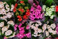 Colorful flowers in bouqets from a florist