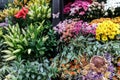 Colorful flowers in bouqets from a florist