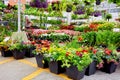 Colorful flowers and a Canadian florist at Atwater flower market