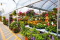 Colorful flowers and a Canadian florist salesperson at Atwater flower market