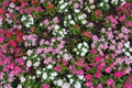 Colorful flowers of Catharanthus roseus Royalty Free Stock Photo
