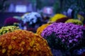 Colorful flowers on a cemetery Royalty Free Stock Photo