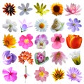 Colorful flowers collection background