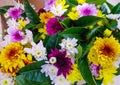 Colorful flowers. The color is bright. Royalty Free Stock Photo