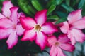 Bright flowers with dark leaves