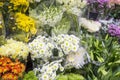 Colorful flowers on display