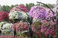 Colorful flowers in Dubai miracle garden ,UAE