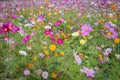 Colorful flowers field in garden of Ushiku Daibutsu, Japan.