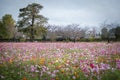 Colorful flowers field in garden of Ushiku Daibutsu, Japan.