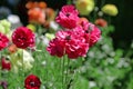 Colorful flowers field, with mixed color under sunny sky in summer.