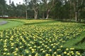 Public park full of colorful flowers