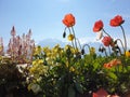 Colorful flowers Flores coloridas