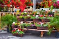 Colorful flowers and a florist at Atwater flower market