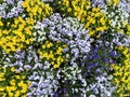 Colorful Flowers in a Flower Bed in April Royalty Free Stock Photo