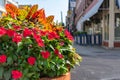 Colorful Flowers in a Flower Pot on the Sidewalk along Milwaukee Avenue in Wicker Park Chicago Royalty Free Stock Photo