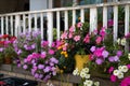 Colorful Flowers in Flower Pots on a Home Porch in Astoria Queens of New York City Royalty Free Stock Photo