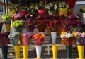 Colorful flowers in flower shop tÃÂ¼rkiye