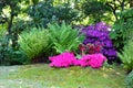 Colorful flowers and flowering bushes