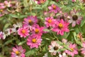 Colorful flowers flowers.colorful grass, white, yellow, pink, purple on the lawn next to the house. Royalty Free Stock Photo