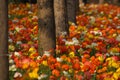 Colorful flowers in forest