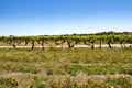 Vineyard in Barossa Valley. Colorful flowers in front of grapevines, Barossa Valley, Australia Royalty Free Stock Photo