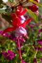 Colorful flowers of fuchsia magellanica flowers in spring garden