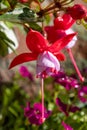 Colorful flowers of fuchsia magellanica flowers in spring garden