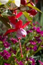 Colorful flowers of fuchsia magellanica flowers in spring garden