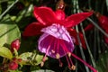 Colorful flowers of fuchsia magellanica flowers in spring garden