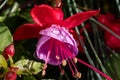 Colorful flowers of fuchsia magellanica flowers in spring garden