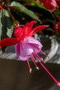 Colorful flowers of fuchsia magellanica flowers in spring garden