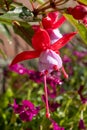 Colorful flowers of fuchsia magellanica flowers in spring garden Royalty Free Stock Photo