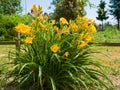 Colorful flowers in the garden