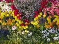 Colorful flowers