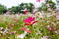 Sweet pink purple cosmos flowers in the field 