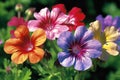 Colorful flowers in the garden, Colorful geraniums